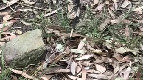 Pesky Critters. Goanna Lizard 🦎