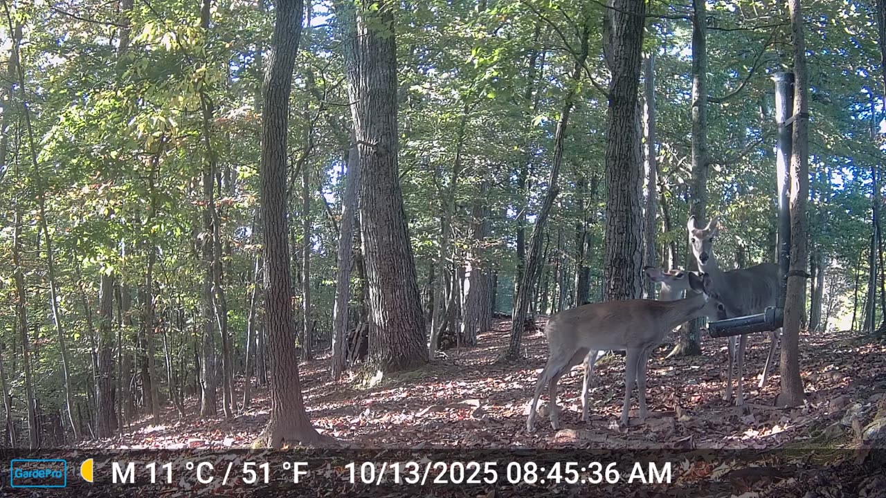 The Woods – 10/13/2025