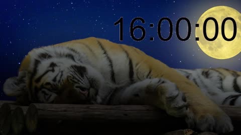 Tiger sleeping for 24 hours