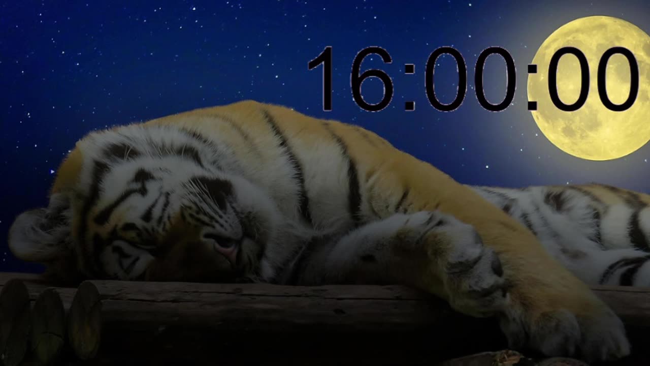 Tiger sleeping for 24 hours