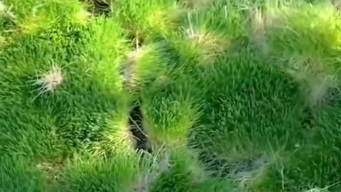 Hydroponic barley grows in 7 days, soil-free and weather-proof. Cows love it, farmers save.