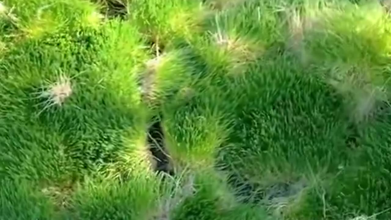 Hydroponic barley grows in 7 days, soil-free and weather-proof. Cows love it, farmers save.