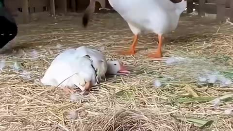This Goose Specializes in Dealing with Weasels