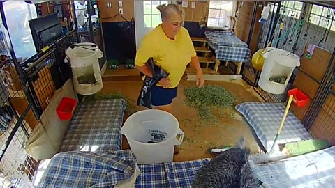 Pigmy Goat Gets Rowdy