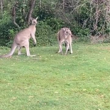 Kangaroos fighting