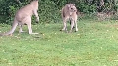 Kangaroos fighting
