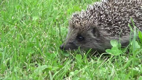 Tiny Spikes, Big Cuteness: Adorable Hedgehogs!