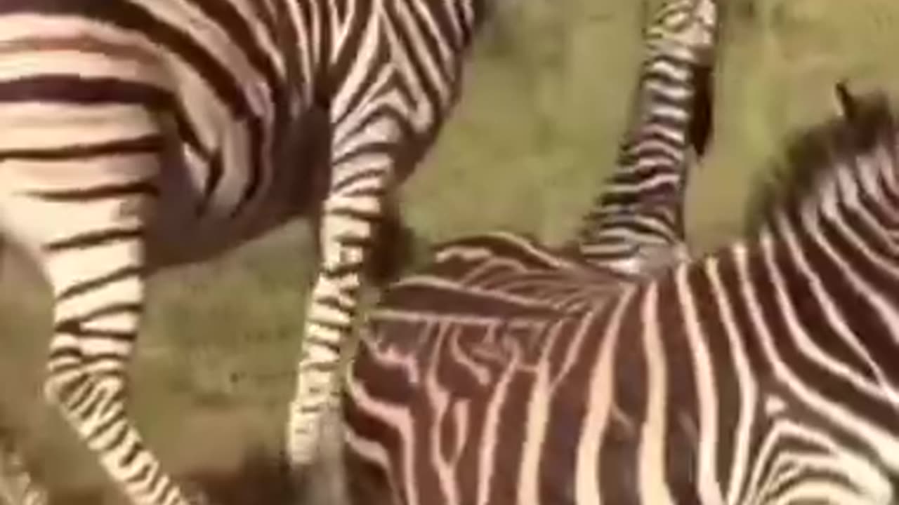 animal fight