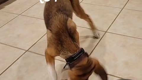 Archie really like toys