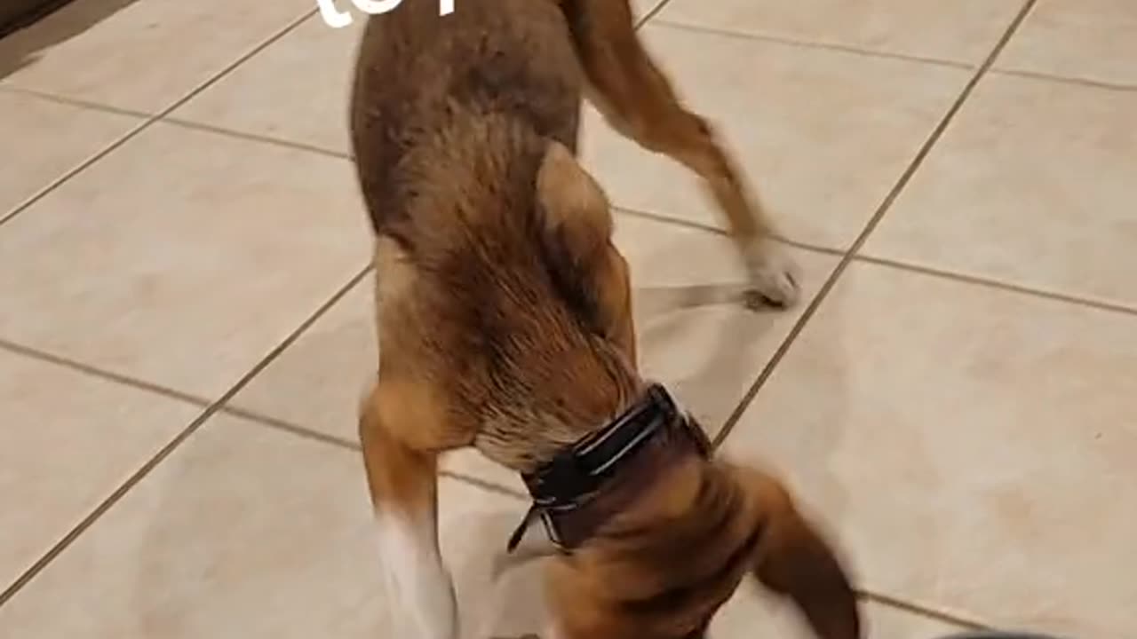 Archie really like toys