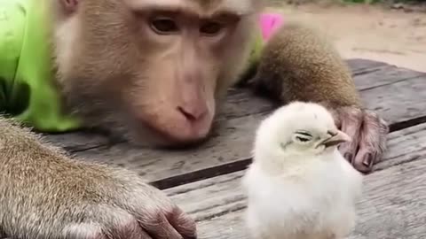 Monkey Playing With Chicken Chicks - FunkyPets4u #funny #funkypets4u