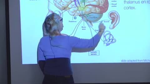 2. Neuroanatomy