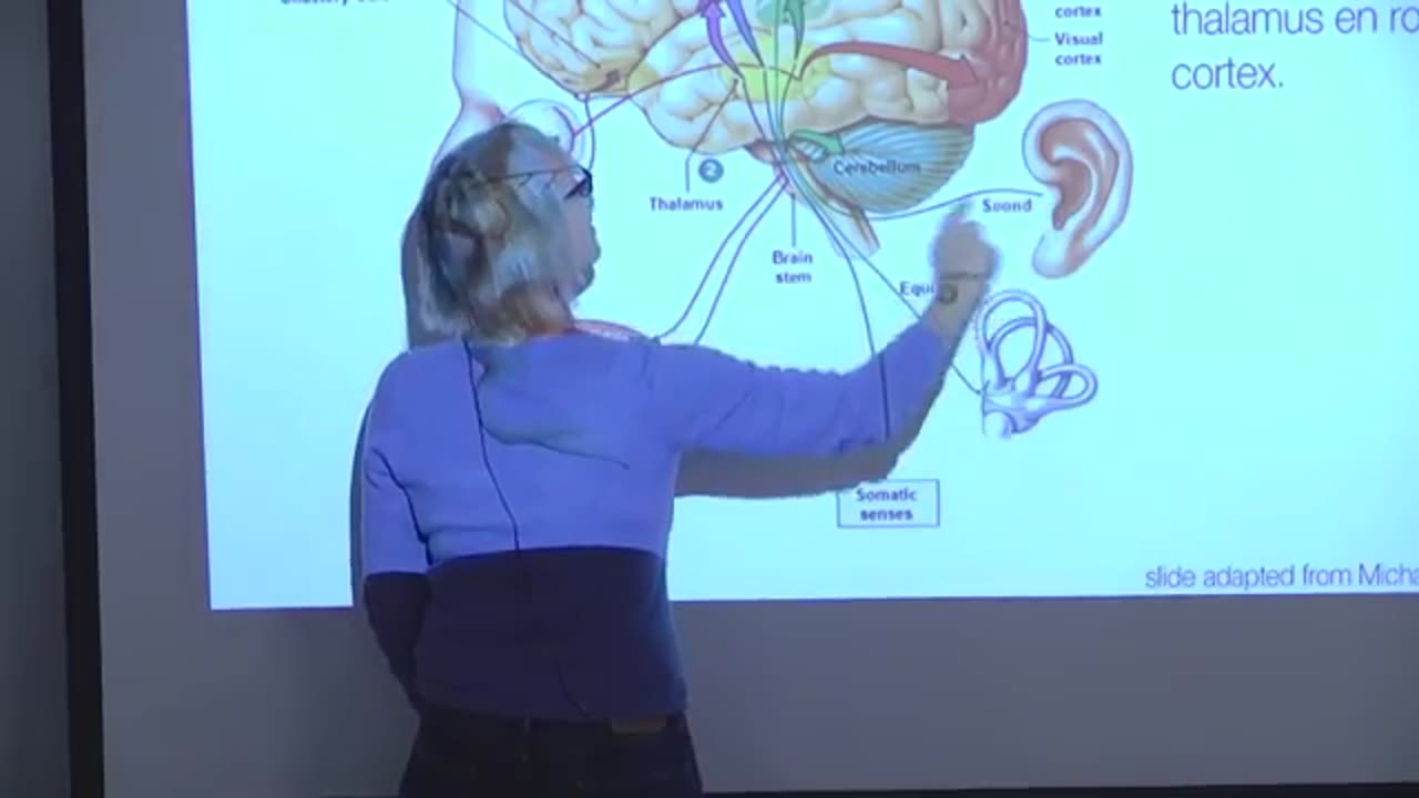 2. Neuroanatomy