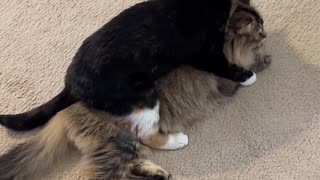 😂 Wrestle or Groom? This Cat Can't Choose! | FunFM