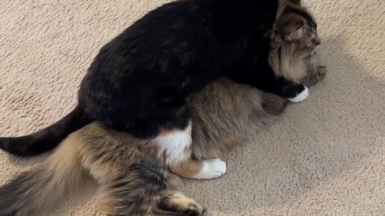 😂 Wrestle or Groom? This Cat Can't Choose! | FunFM