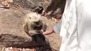 🤣🙈 You Won't Believe This Jealous Monkey Moment! | FunFM