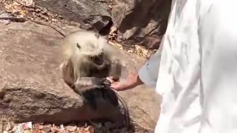 π€£π You Won't Believe This Jealous Monkey Moment! | FunFM