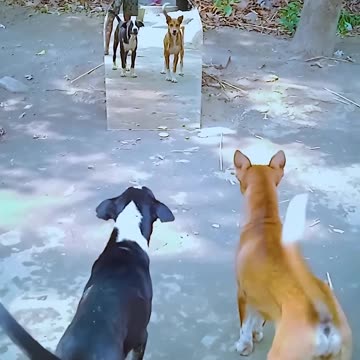 Laugh Until You Cry – The Best Funny Animal Clips You’ll Ever See!