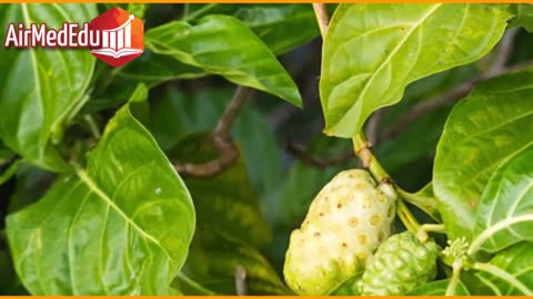 45 Beneficios de las Hojas de Noni
