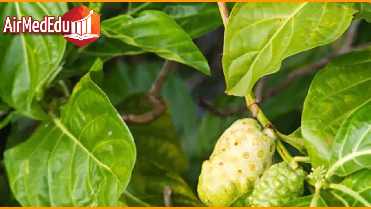 45 Beneficios de las Hojas de Noni