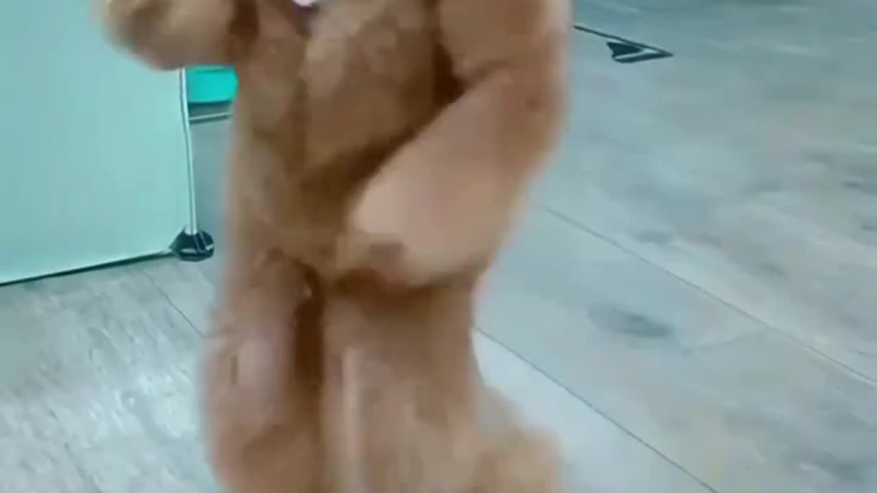 Doggy funny dance