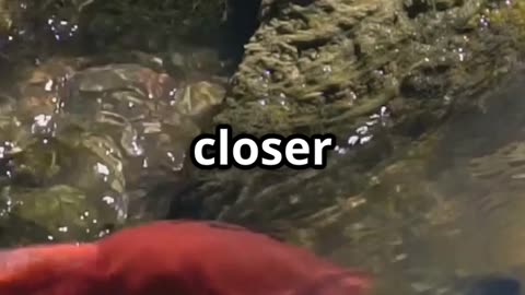 Why Most Salmon Alevins Don’t Survive | Nature’s Harsh Reality of Salmon Life