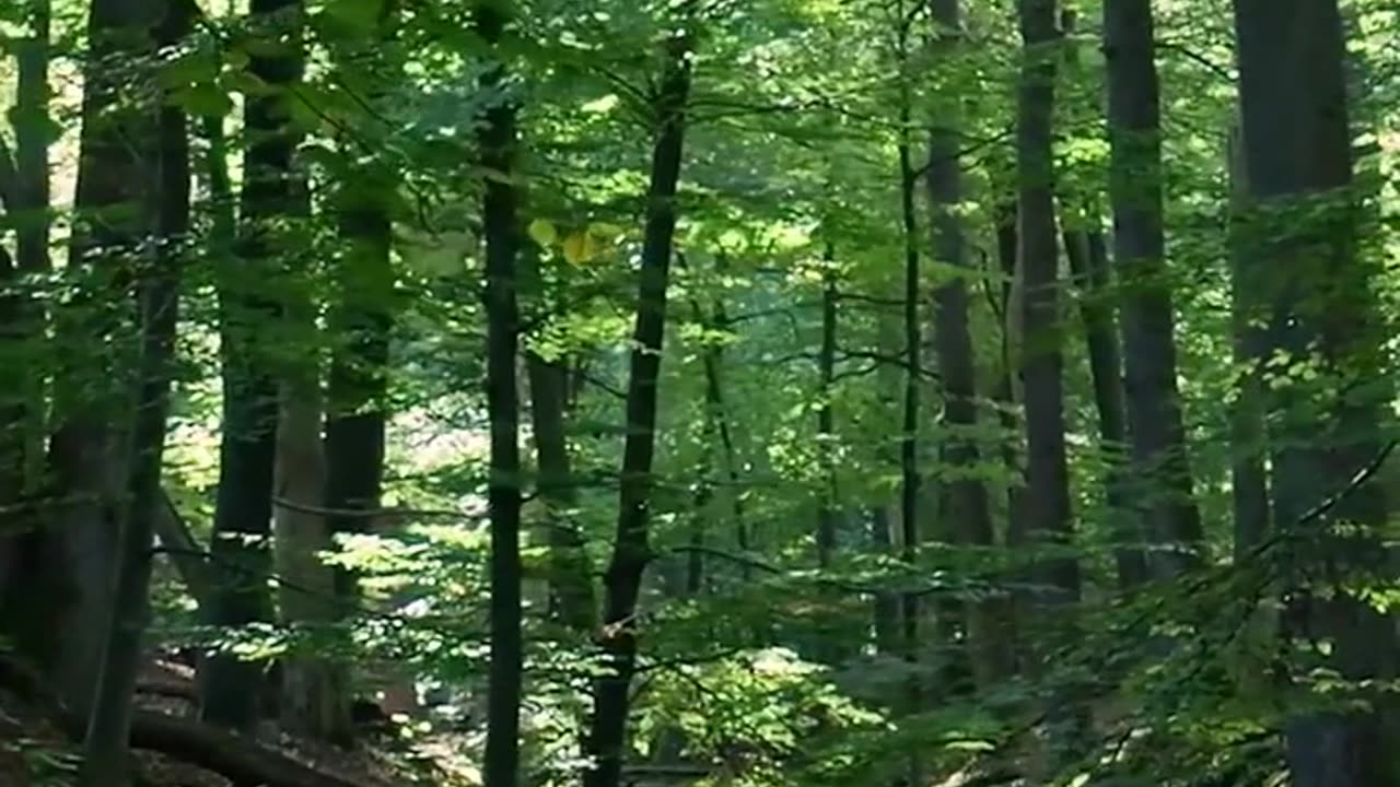 Daily Horoscope | Taurus 🌟