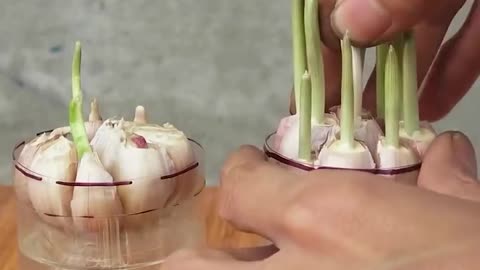 Grow Garlic