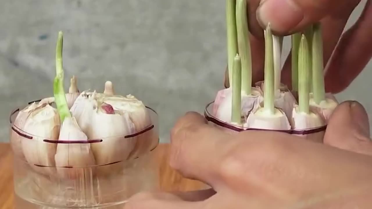 Grow Garlic