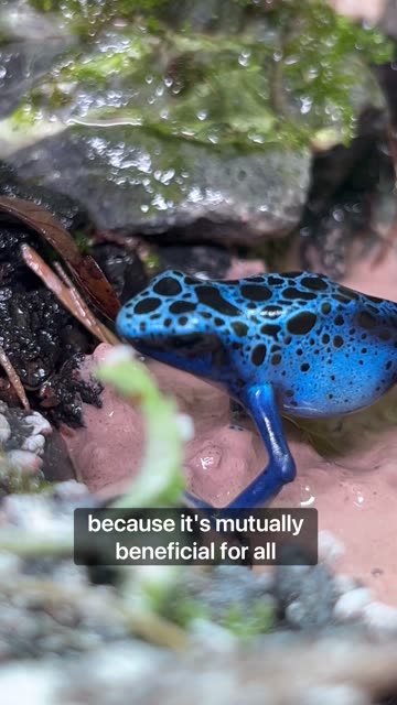 Poison Dart Frog Pool Party!