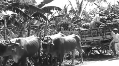 BANANA, THE - BANANA, THE - fc-fc-2483