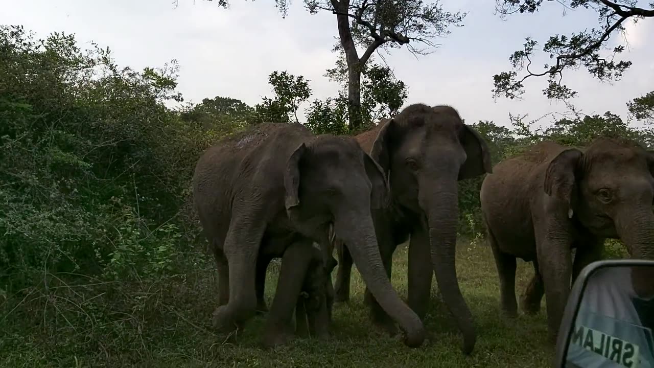WILD LIFE