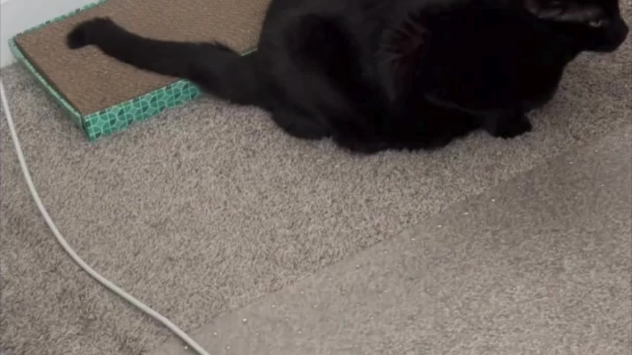 Cute Precious Piper Keeps Her Tuffet from Being Taken - Adopting a Cat from a Shelter Vlog #shorts