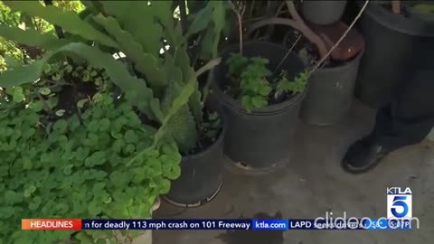 Two people shot by federal immigration agents in Portland, Oregon