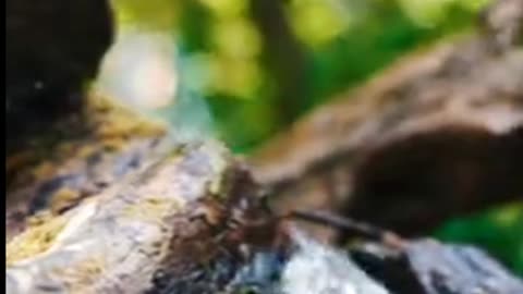 Daily Horoscope | Aquarius 🌟