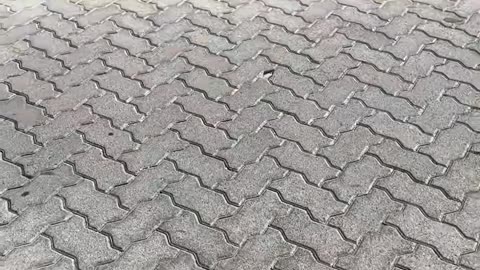 🏎️💨 This Luxury Beast Accelerates Like a Rocket! | LuxurySportsCars