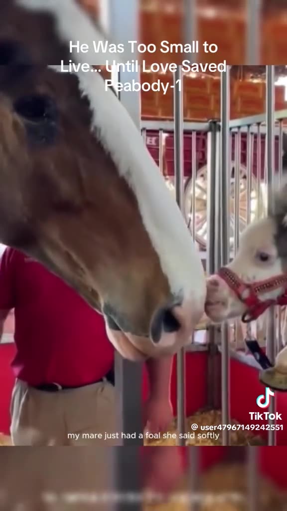 PEABODY FRIDAY 11/7/25 [PT 1]