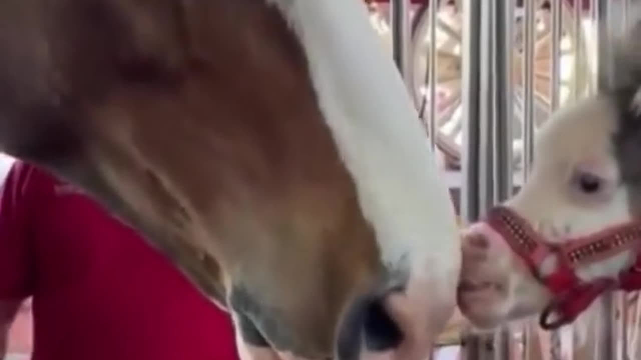 PEABODY FRIDAY 11/7/25 [PT 1]