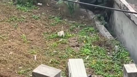 smart babies