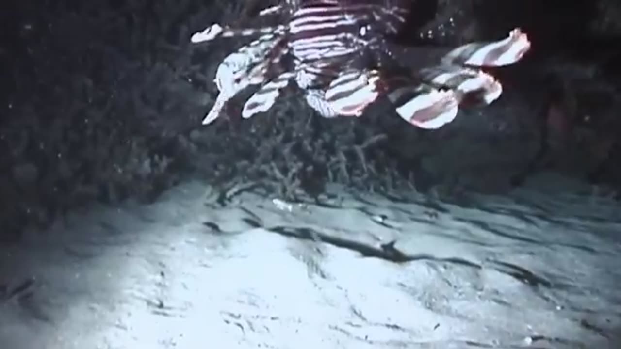 Killer Barracuda Fish: Human's Most Feared Apex Predator
