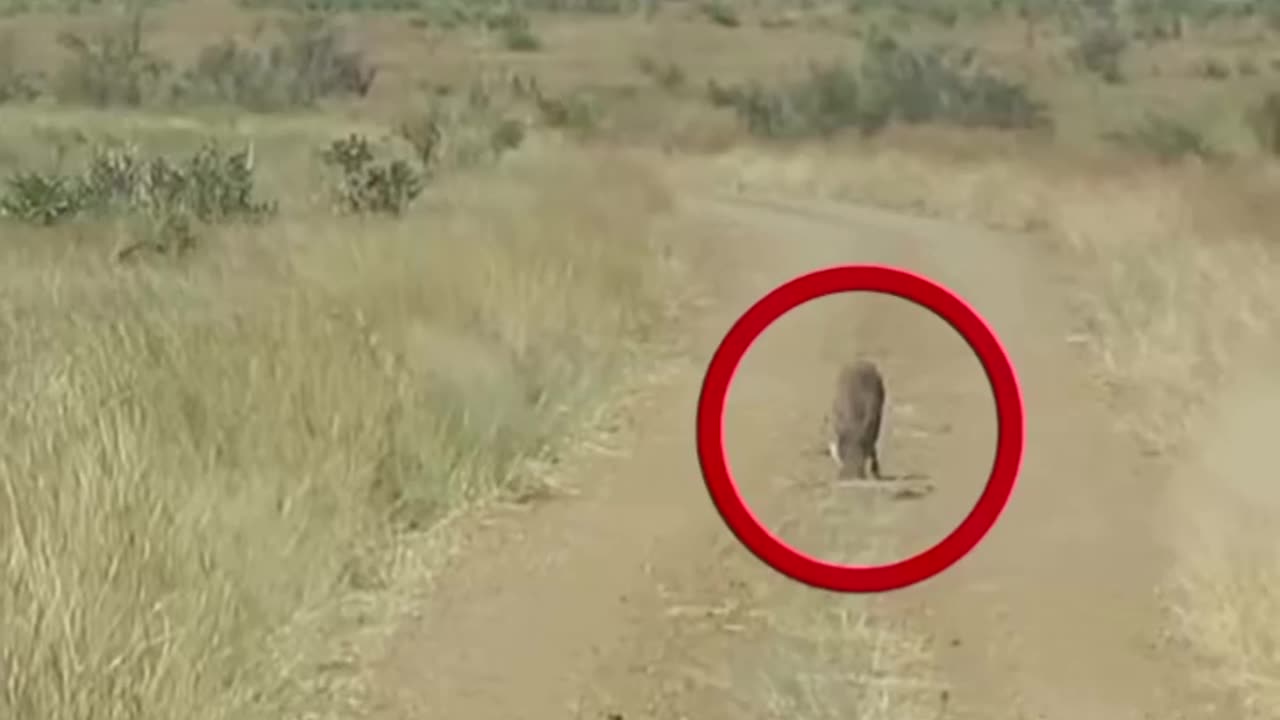 African lion in Africa