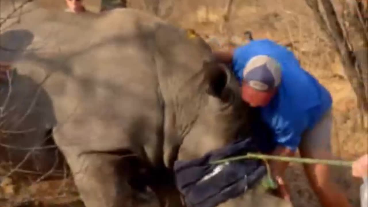 Saving a Lion with a Life-Saving Root Canal Surgery!