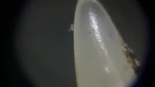 Seeing A Rattlesnake Fang In The Microverse #venomouscreatures #reptilelife #reptiles