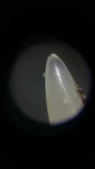 Seeing A Rattlesnake Fang In The Microverse #venomouscreatures #reptilelife #reptiles