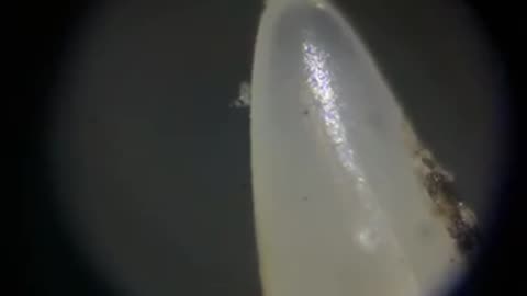 Seeing A Rattlesnake Fang In The Microverse #venomouscreatures #reptilelife #reptiles