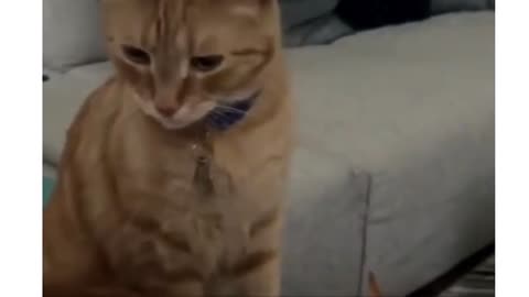 #Cats with hilarious habits 😂