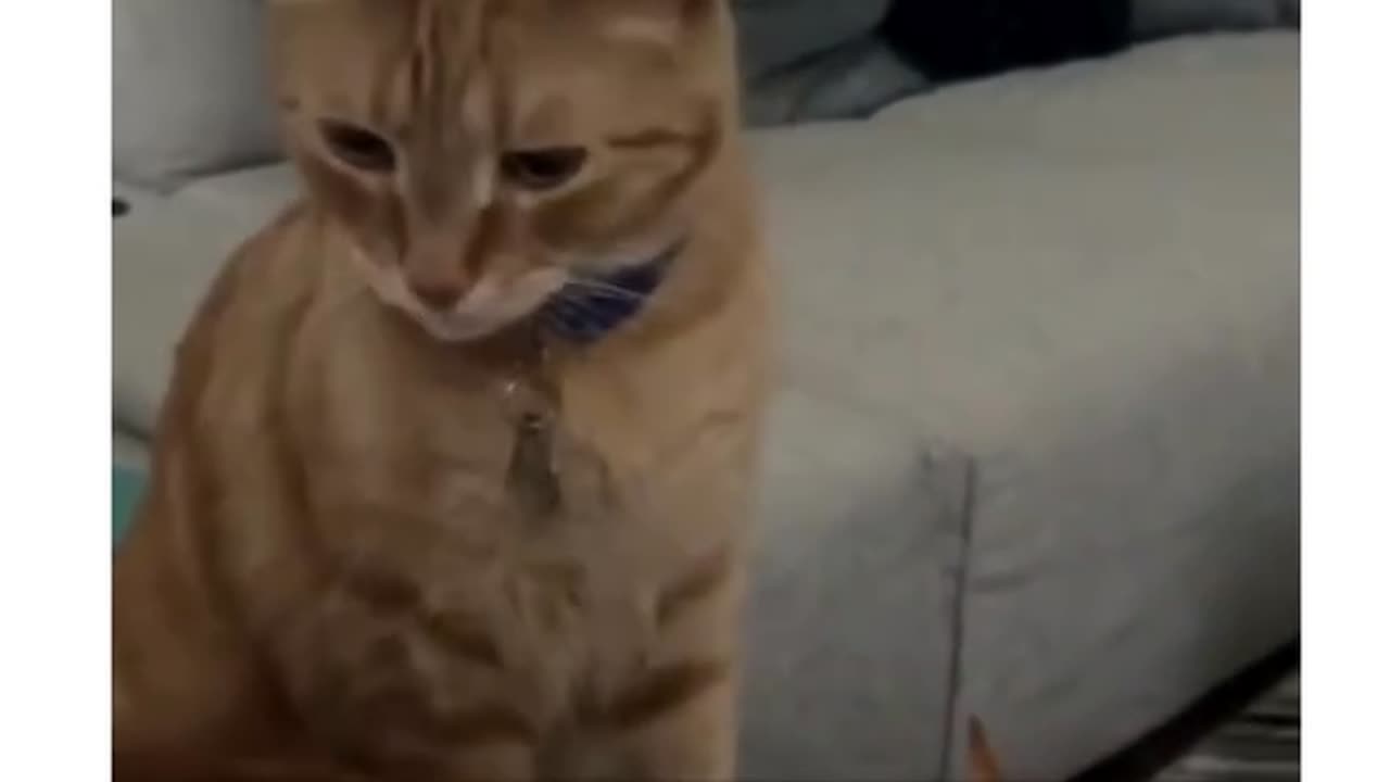 #Cats with hilarious habits 😂