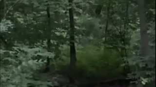 Hiker Encounters a CLOAKED Cryptid in Washington State!