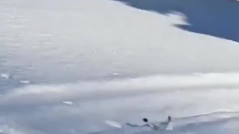 White mountain ermine hopping in the snow... 🥰🥰