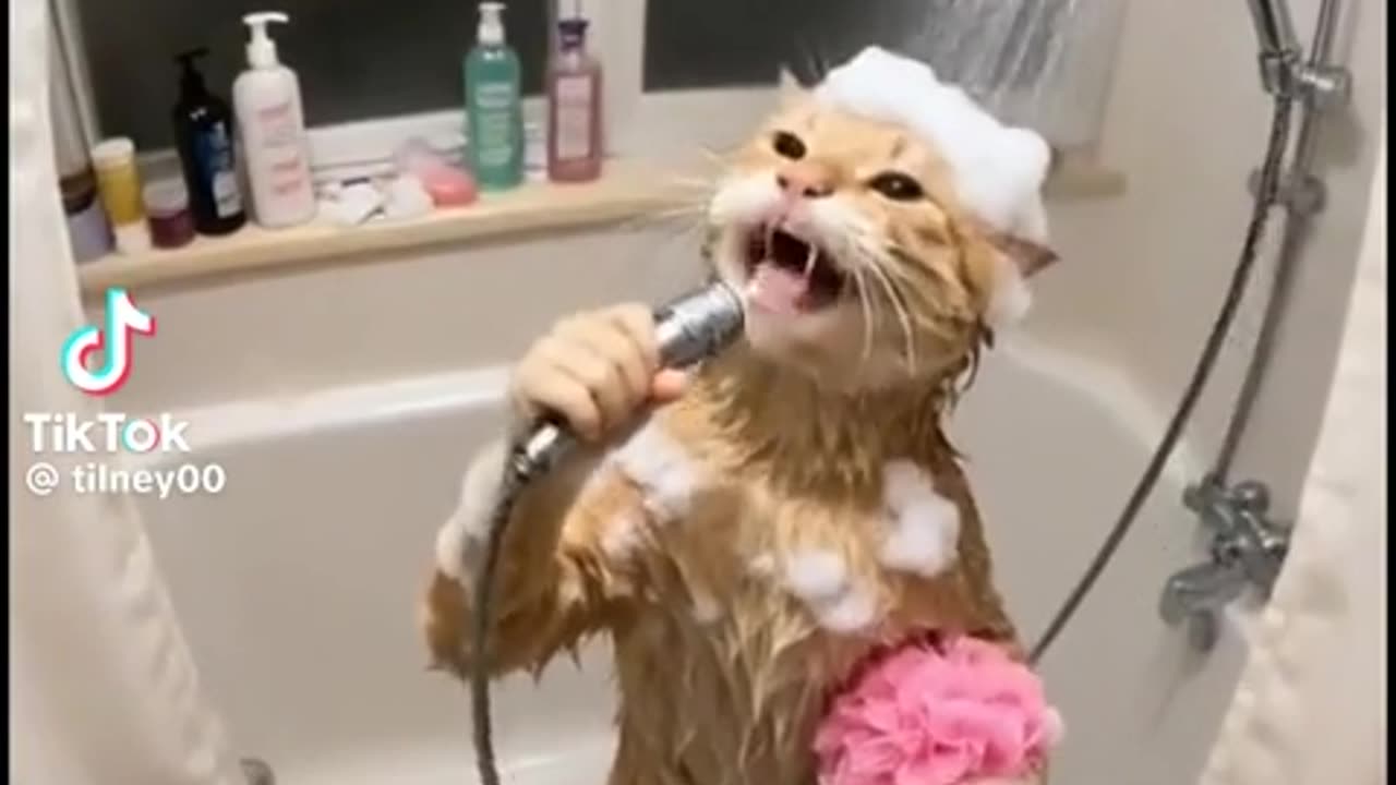 😂🐈 Not AI the Cat? This One's a Hoot! | FunFM